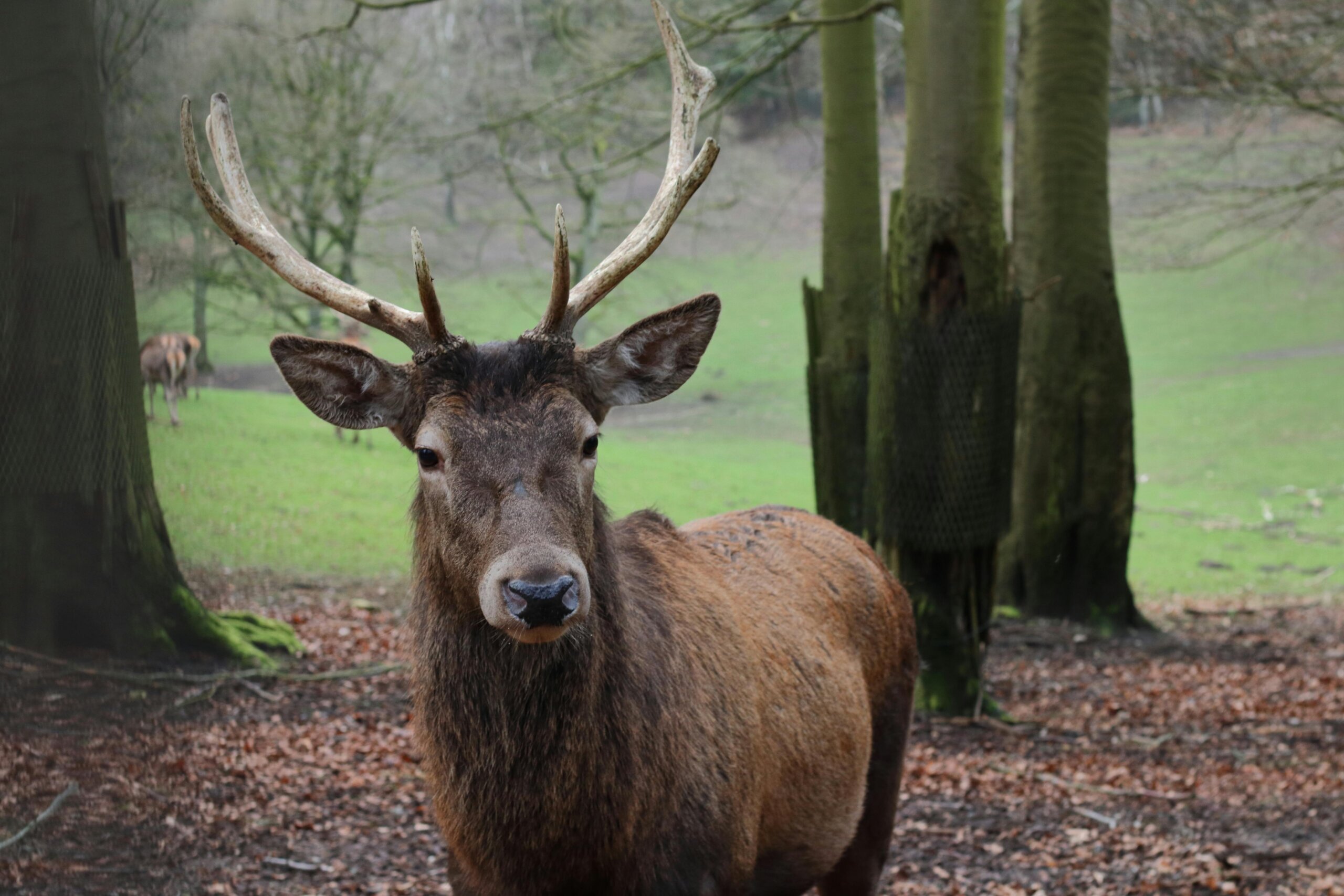 Erlebnisspaziergang: Wildpark Eekholt